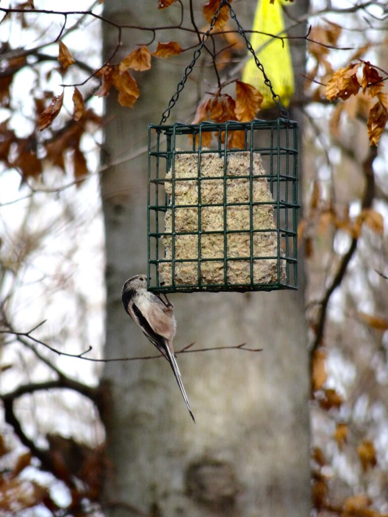 Vogel #1