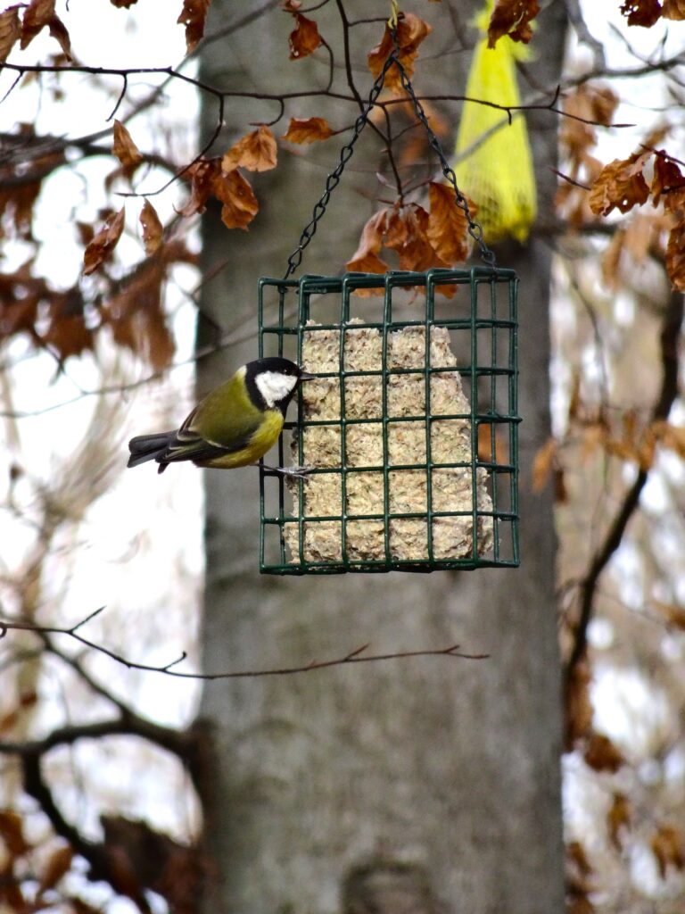 Vogel #2