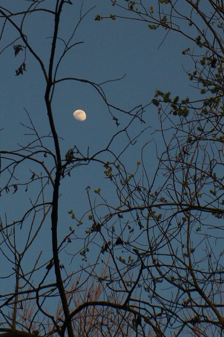 Mond