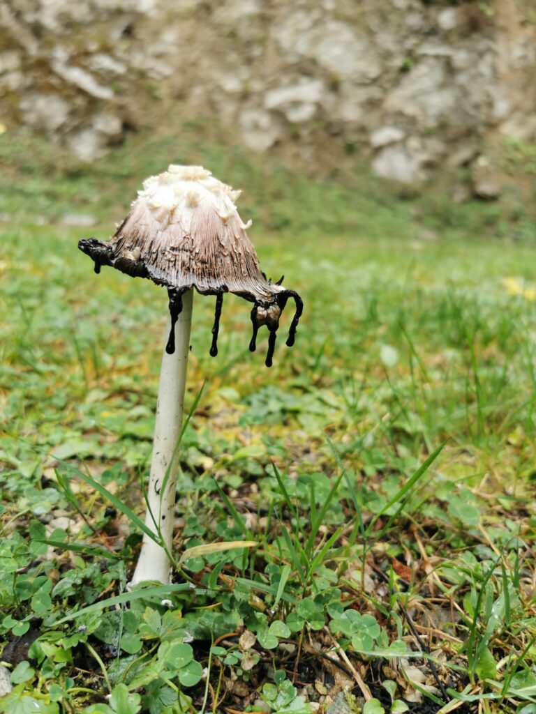 Schwammerl