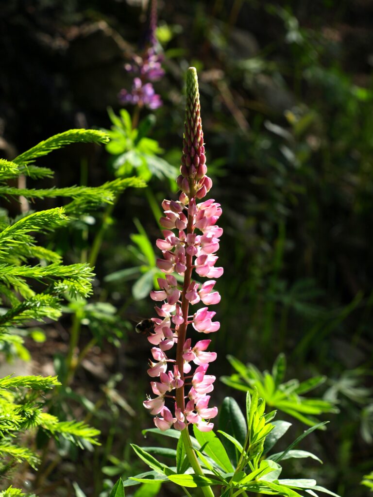 Blume