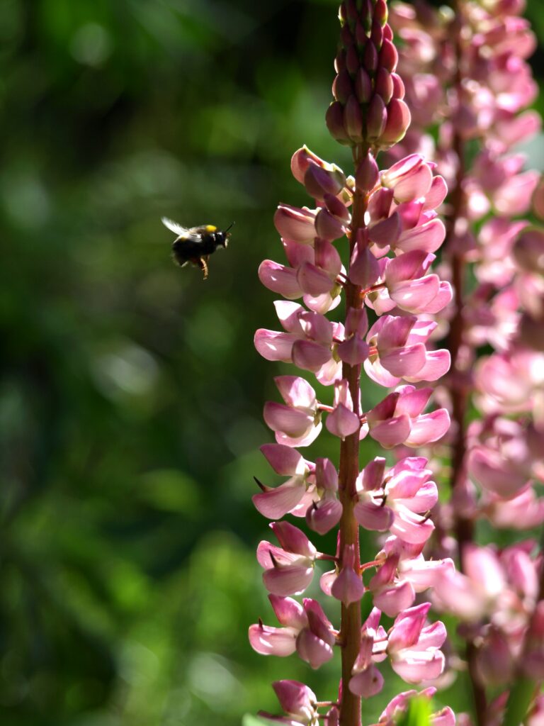 Blumenhummel