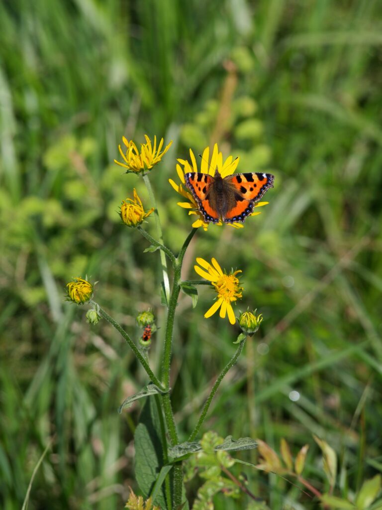 Schmetterling