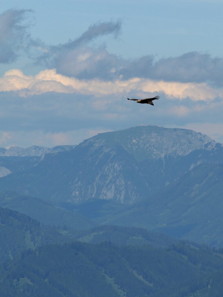 Raubvogel