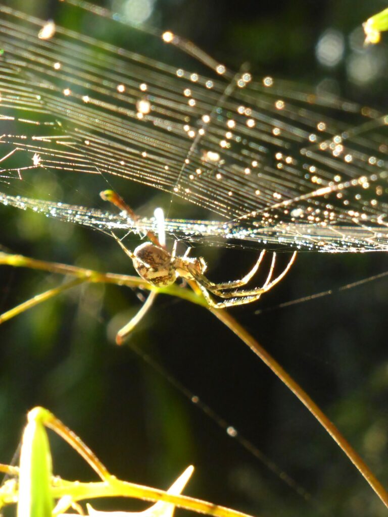 Grabensee Spinne