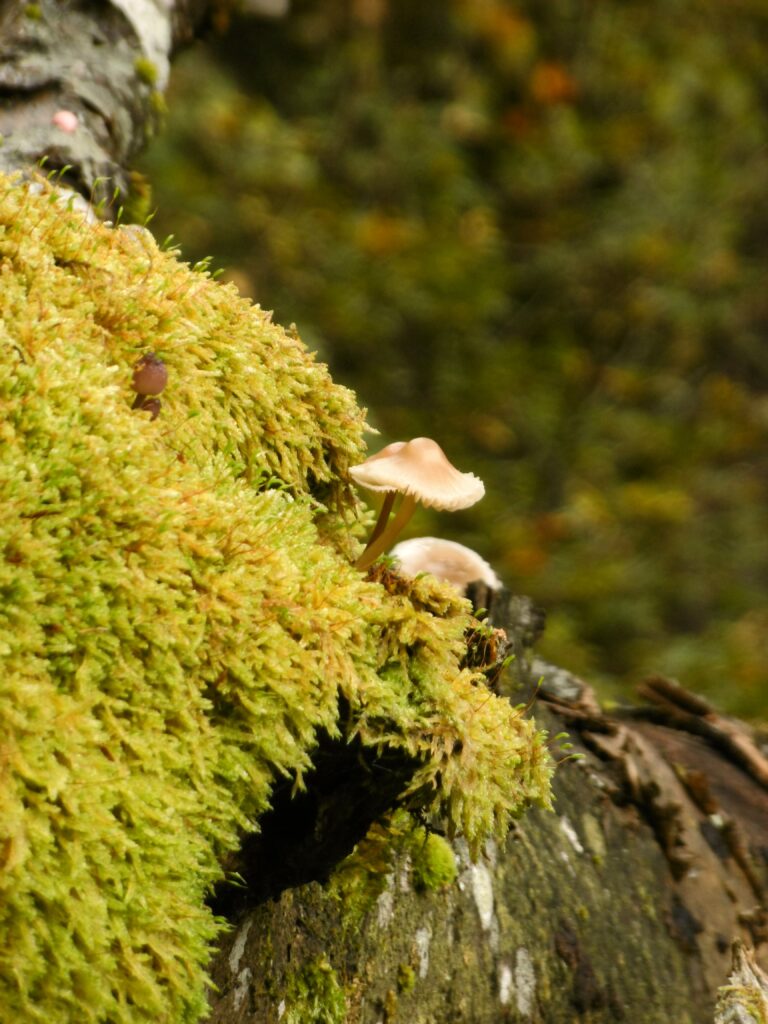 Mini-Schwammerl!