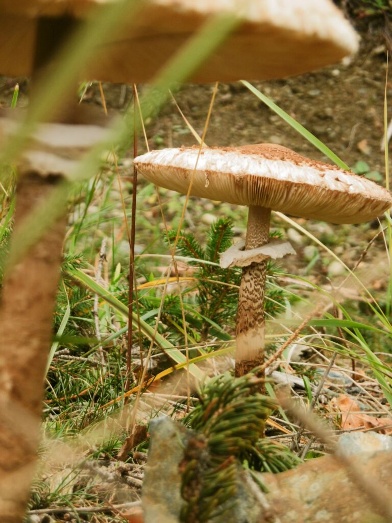 Schirm-Pilz!