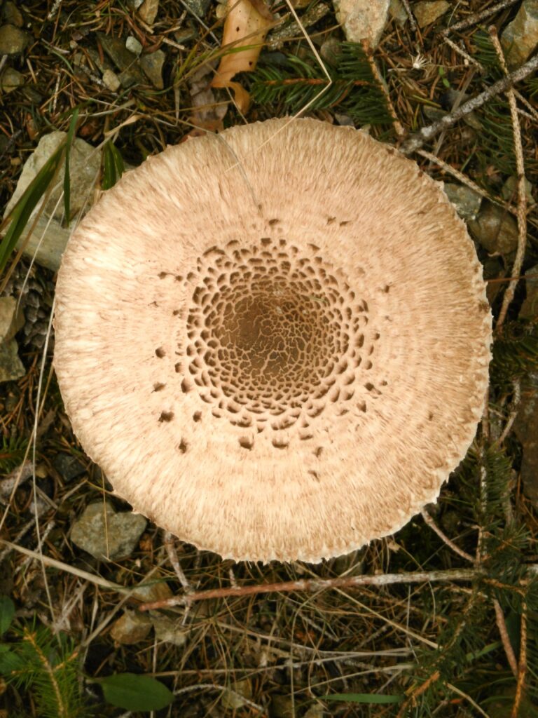 Schirm-Pilz von oben!