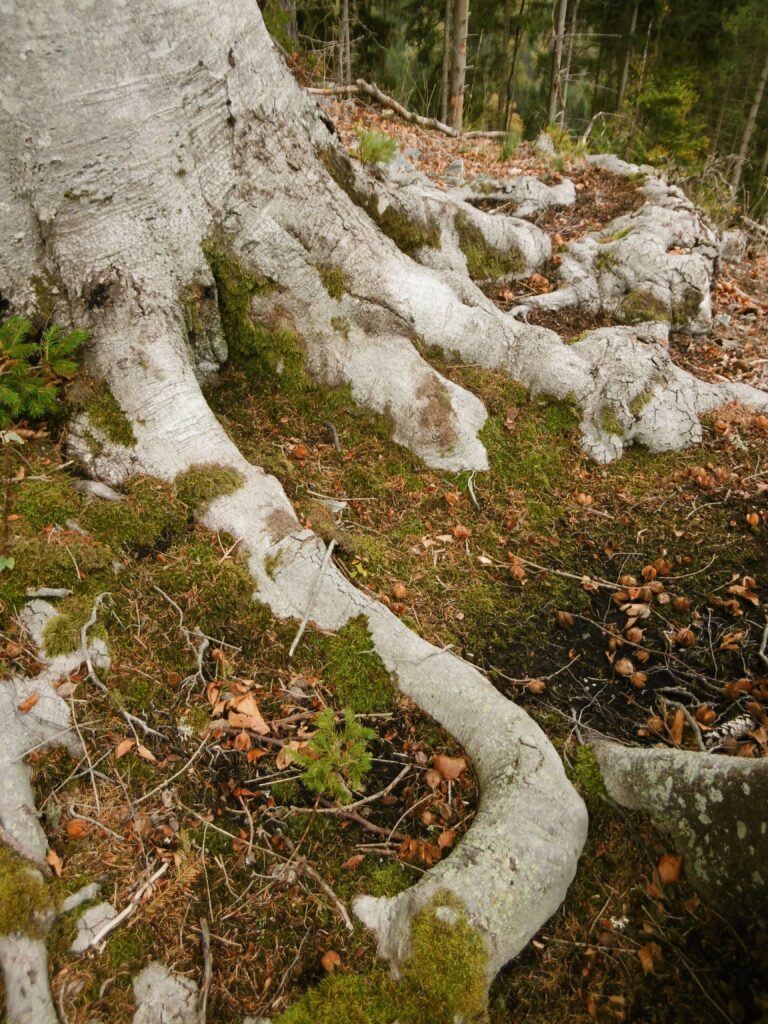 Der Schartnerkogel-Baum (kein Schwammerl)!