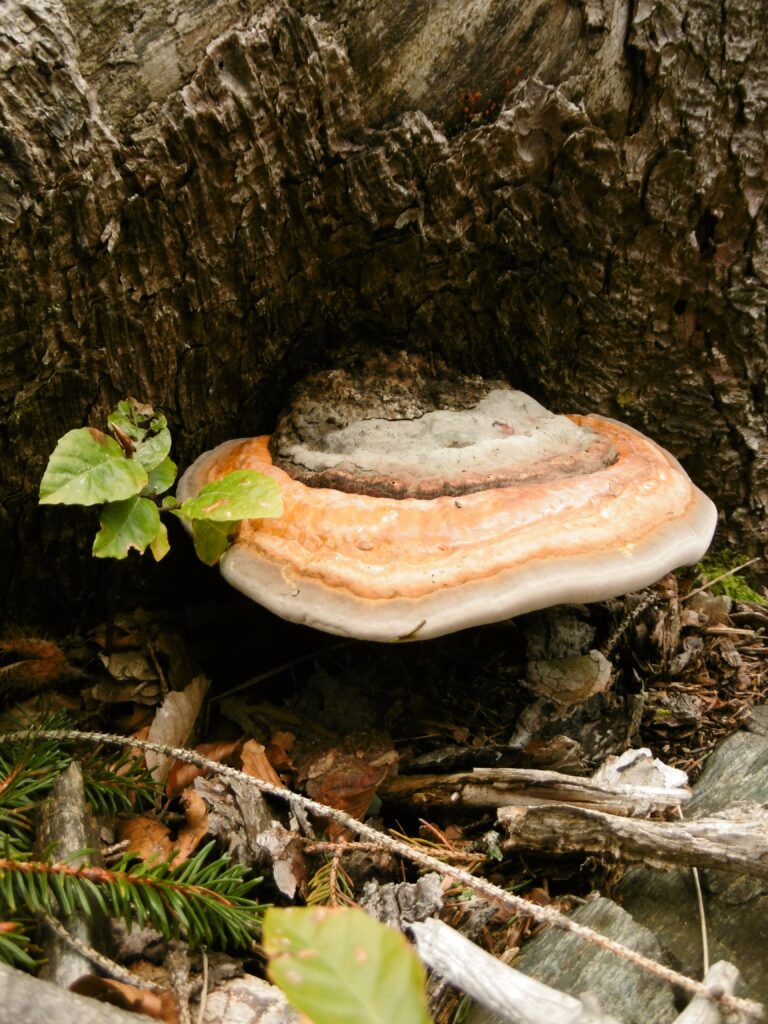 Baum-Schwamm!
