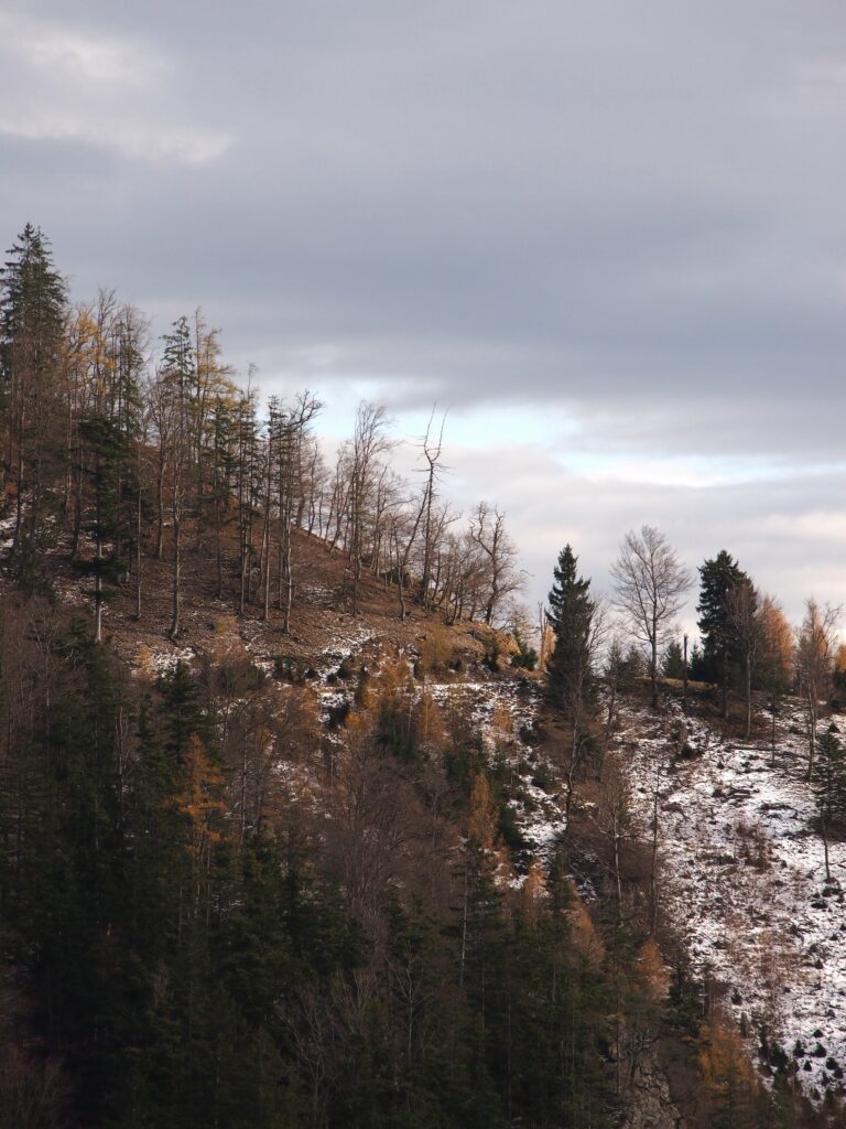 Feine Bäume braun