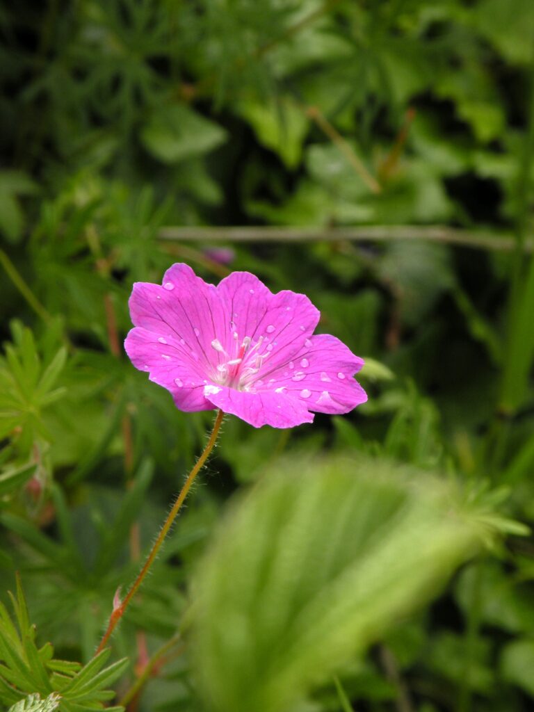 Blume