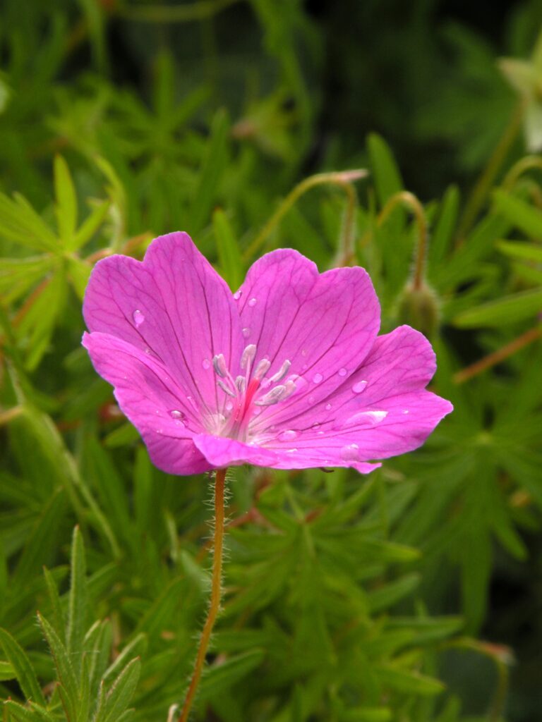 Blume